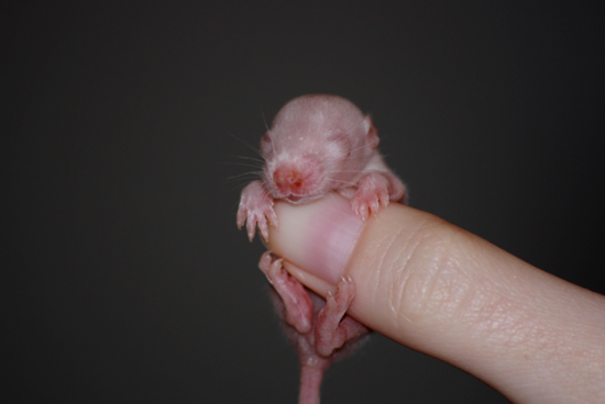 Discovering the Amazing Life of Baby Rats