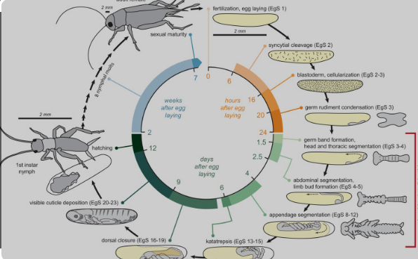 The Intricate World of the Cricket Life Cycle